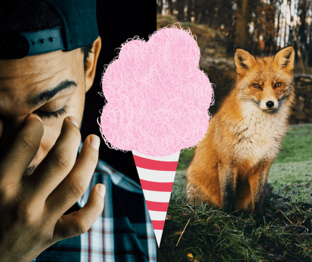 Willkommen bei DER VOLPE